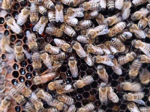 MelissesMeVasilissa-2